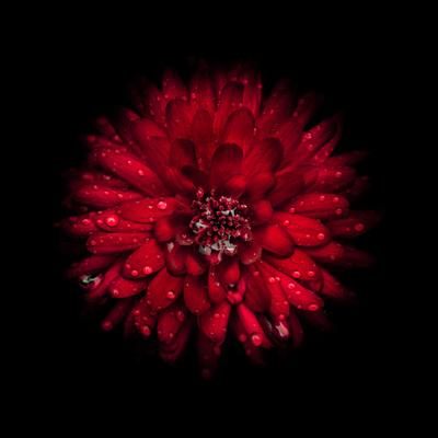 Premium Photographic Print, , small