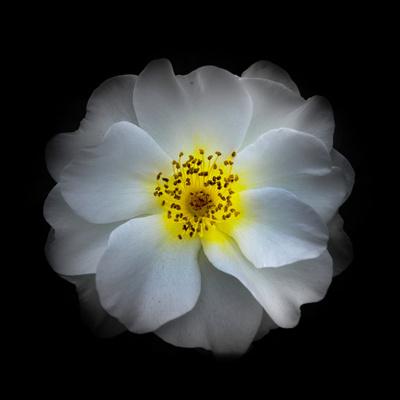 Premium Photographic Print, , small