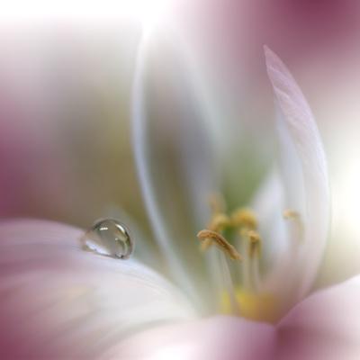 Premium Photographic Print, , small