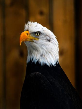 Premium Photographic Print, , small