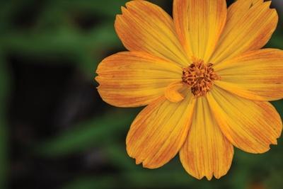 Premium Photographic Print, , small