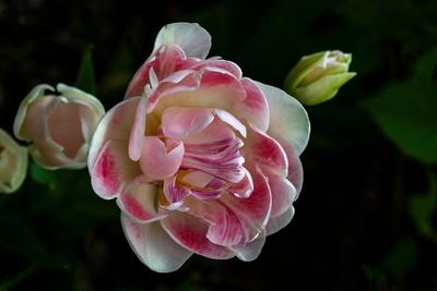 Premium Photographic Print, , small