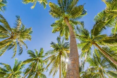 Premium Photographic Print, , small