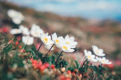 Premium Photographic Print, , small