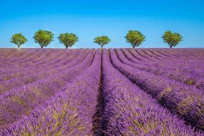 Premium Photographic Print, , small