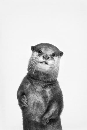 Premium Photographic Print, , small