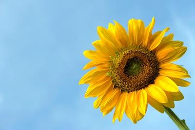 Premium Photographic Print, , small