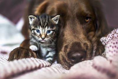 Premium Photographic Print, , small