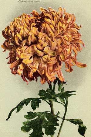 Premium Giclee Print, , small