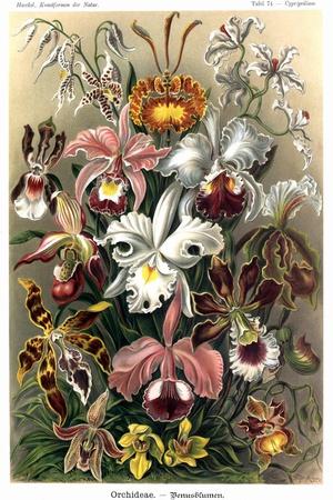 Premium Giclee Print, , small