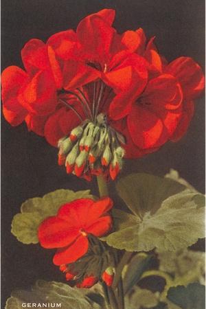 Premium Giclee Print, , small