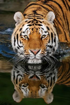 Premium Giclee Print, , small