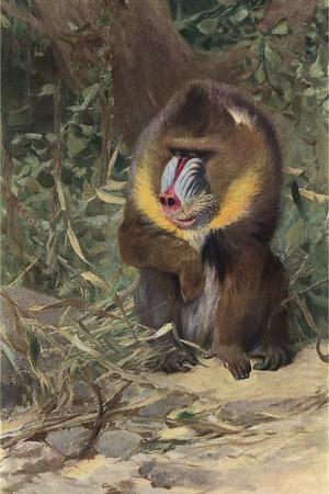 Premium Giclee Print, , small