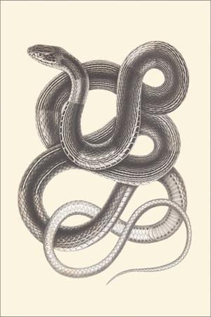 Premium Giclee Print, , small