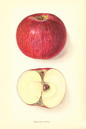 Premium Giclee Print, , small