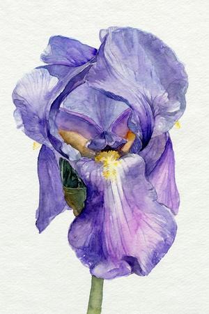 Premium Giclee Print, , small