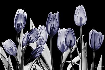 Premium Giclee Print, , small