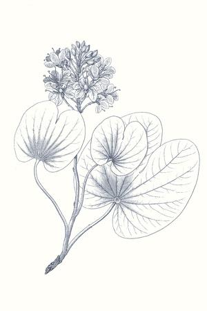 Premium Giclee Print, , small