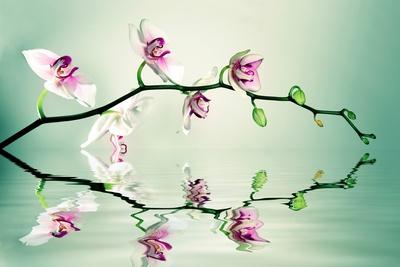 Premium Photographic Print, , small