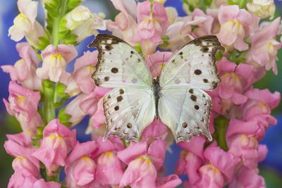 Premium Photographic Print, , small