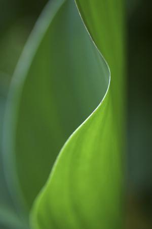 Premium Photographic Print, , small