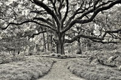 Premium Photographic Print, , small