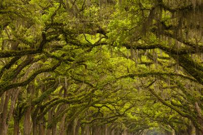 Premium Photographic Print, , small