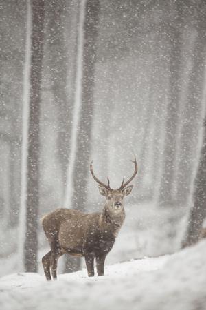 Premium Photographic Print, , small
