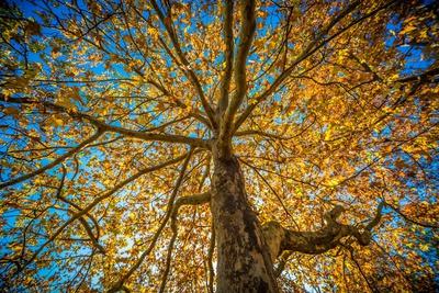 Premium Photographic Print, , small
