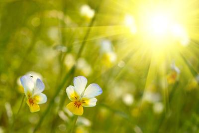 Premium Photographic Print, , small