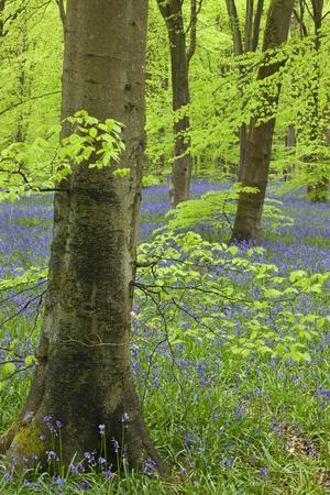 Premium Photographic Print, , small