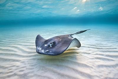 Premium Photographic Print, , small