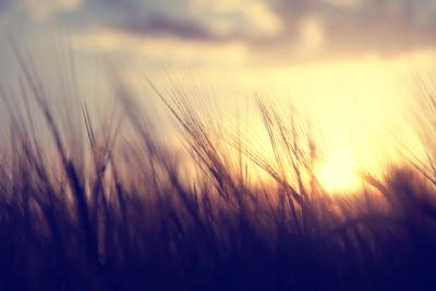 Premium Photographic Print, , small
