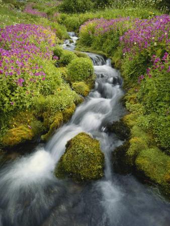 Premium Photographic Print, , small