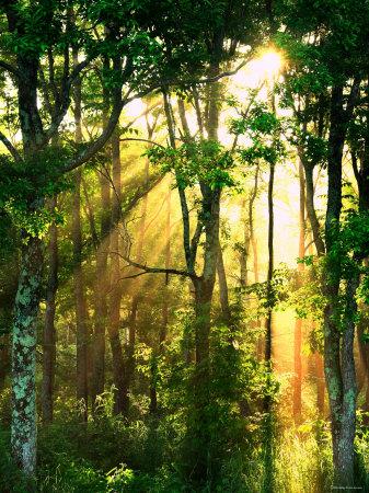 Premium Photographic Print, , small