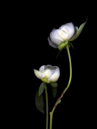 Premium Photographic Print, , small