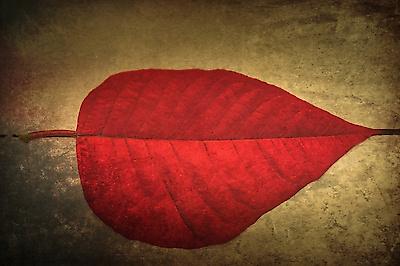 Premium Giclee Print, , small