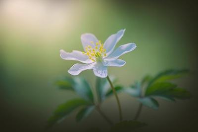 Premium Giclee Print, , small