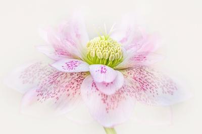 Premium Giclee Print, , small