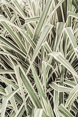 Premium Giclee Print, , small