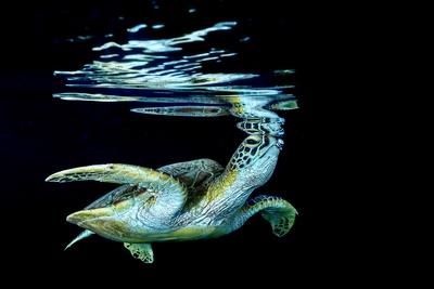 Premium Giclee Print, , small
