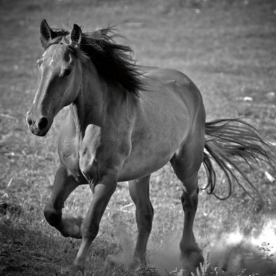 Premium Photographic Print, , small