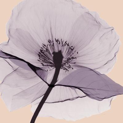 Premium Photographic Print, , small