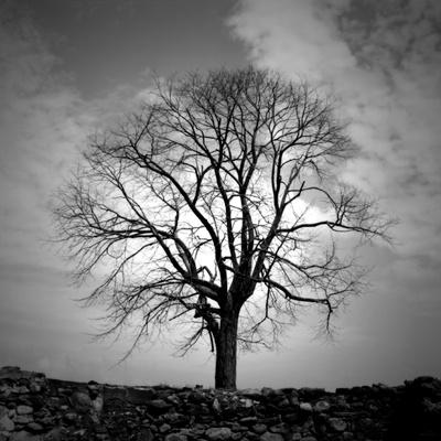 Premium Photographic Print, , small