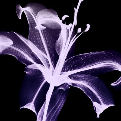 Premium Photographic Print, , small