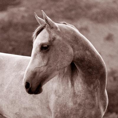 Premium Photographic Print, , small