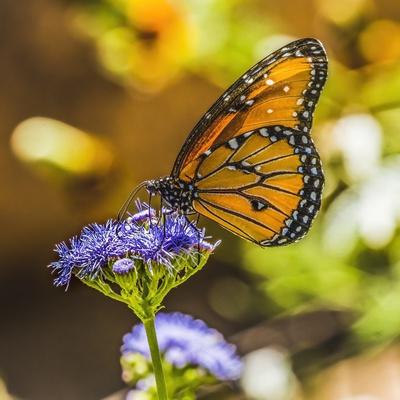 Premium Photographic Print, , small