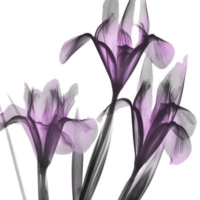 Premium Photographic Print, , small