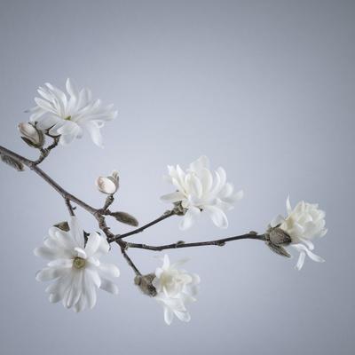 Premium Photographic Print, , small
