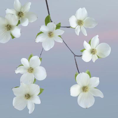 Premium Photographic Print, , small